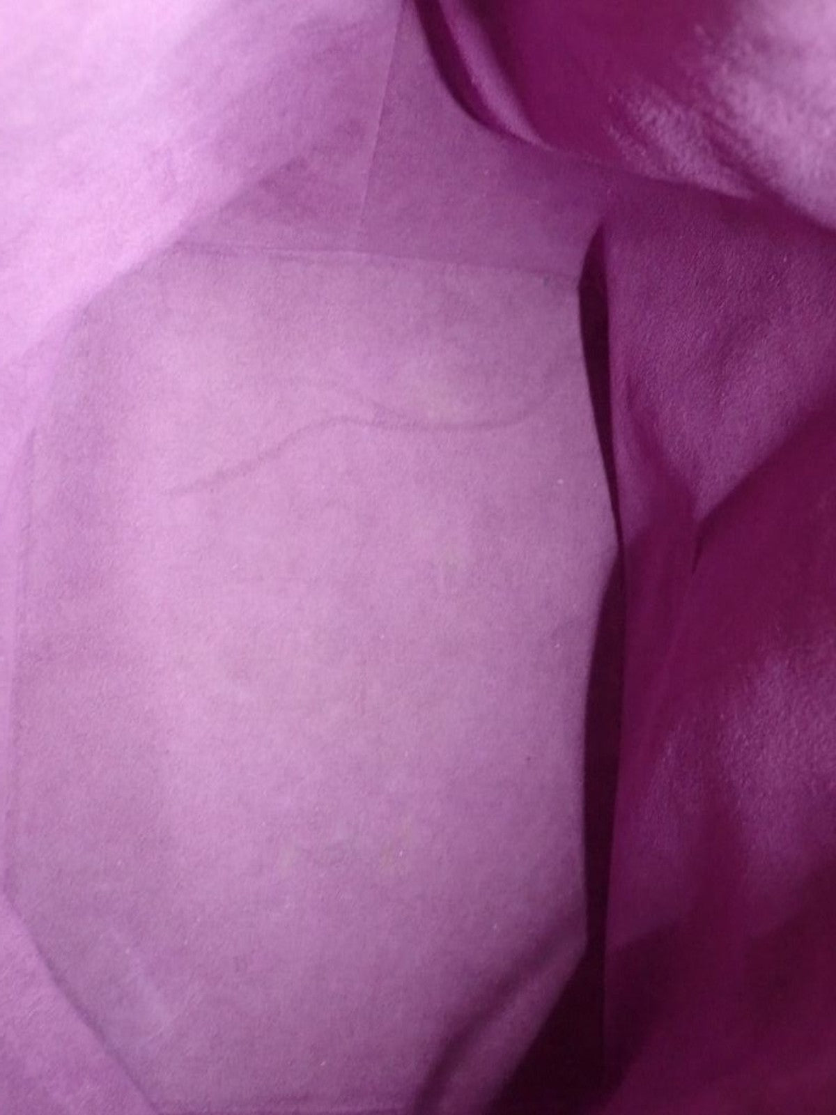 Petit Noé